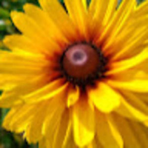 Meet your Posher, Liza